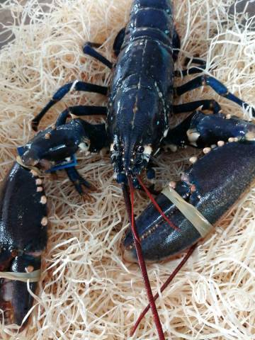 Homard breton